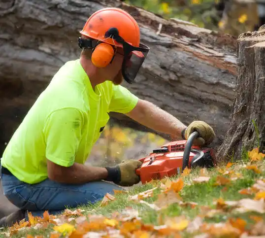 tree services Mendon